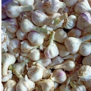 Garlic / Lehsun new
