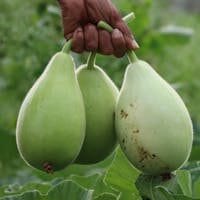 Hand holding fresh organic calabashes in a lush garden setting, showcasing healthy produce and agriculture.