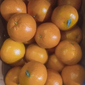 kinnow Ganganagar 1kg