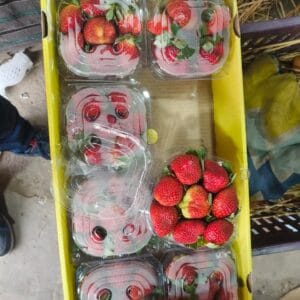 strawberry 1 box