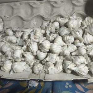 Garlic / Lehsun desi