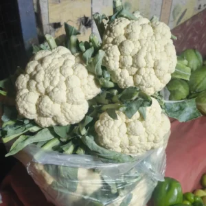 Gobhi/ghobhi
